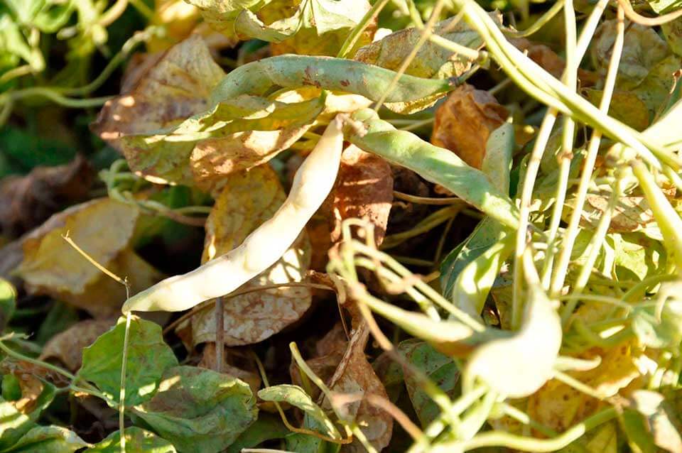 Vainas de legumbres en el cultivo