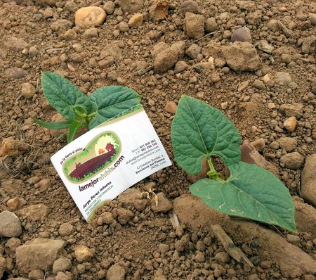 Estas son las plantas que producirán la próxima cosecha. Nacen fuertes y sanas porque lo hacen en uno de los mejores terrenos. Este es el sustrato que ha dado fama a las alubias de Bercianos durante generaciones.