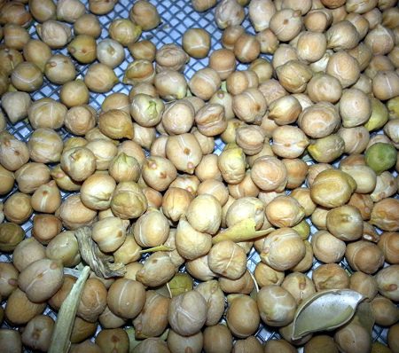 Antes de limpiar los garbanzos obtenidos ya se puede ver la calidad del producto. Un adecuado cribado eliminará los restos de la planta y garbanzos inmaduros o pequeños.