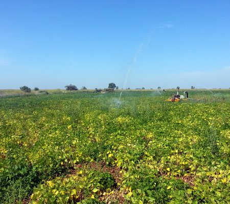 El cuidado de las plantas continúa durante todo el año. Se emplea el sistema de riego por aspersión porque distribuye las gotas de agua cómo lo hace la lluvia y no compacta demasiado el terreno.